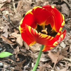 Meet your Posher, Garnett